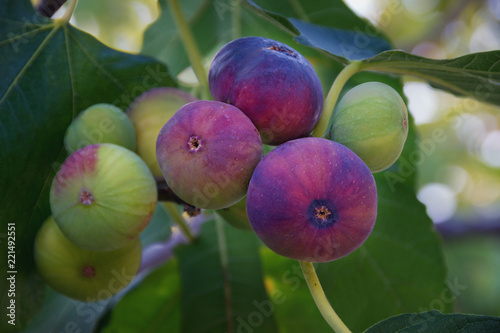 Branch of  fig tree with colorful fruits  in various stages of ripening