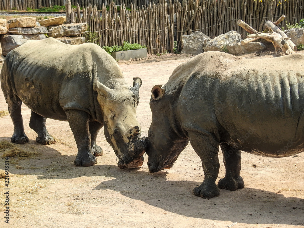 Naklejka premium Rhinocéros
