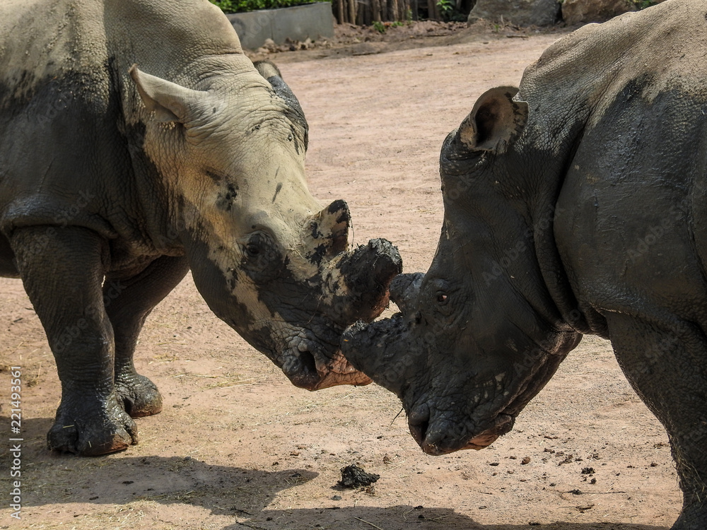 Obraz premium Rhinocéros