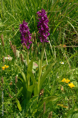 Purple Orchis, Swiss meadow of Palfries photo