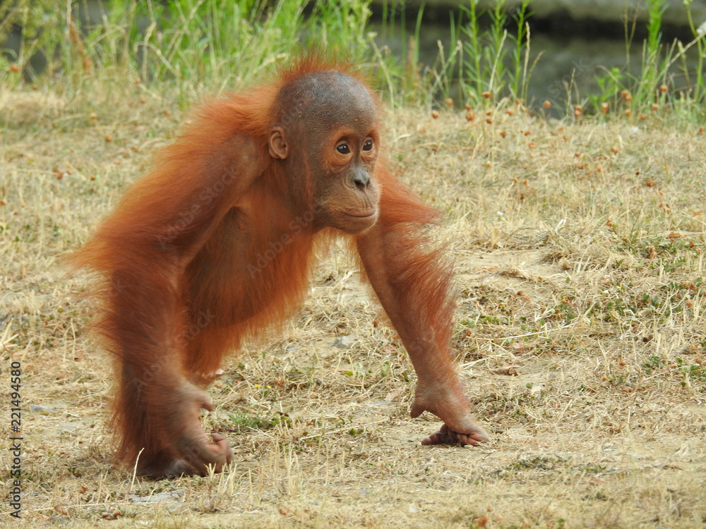 Naklejka premium orang outan