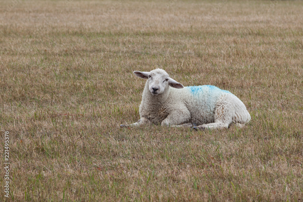 Fototapeta premium Einzelnes Schaf auf einer Wiese