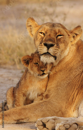 Lion Cub with mom
