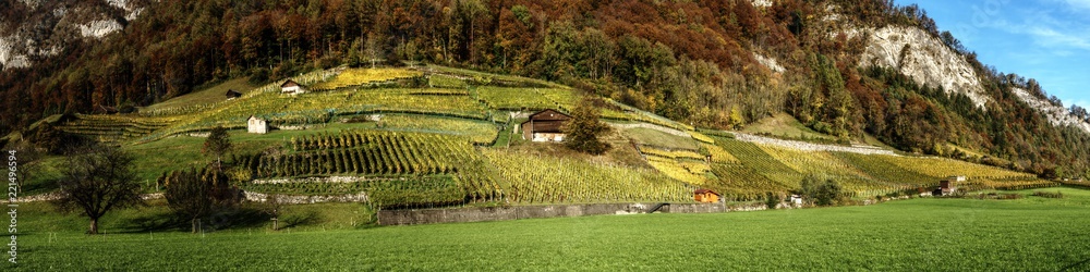 Autumn vineyards on the slopes of the Gonzen az Heiligkreuz, Swiss Alps