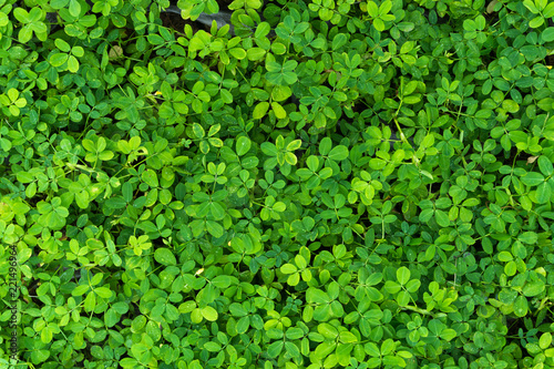 Plant countless fresh and green leaves ,many details green leaves wall background,top view