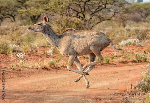 Female Kudu running © Cathy Withers-Clarke