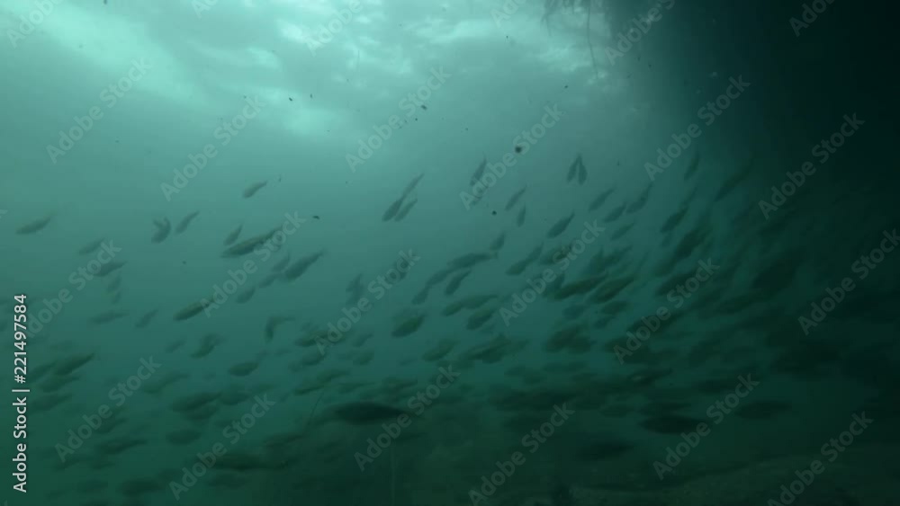 school of Black cod fish or Smallscaled Cod (Notothenia microlepidota) swimming underwater in shallow water near shore
school of Black cod fish or Smallscaled Cod (Notothenia microlepidota) swimming underwater in shallow water near shore