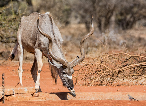 Kudu Bull