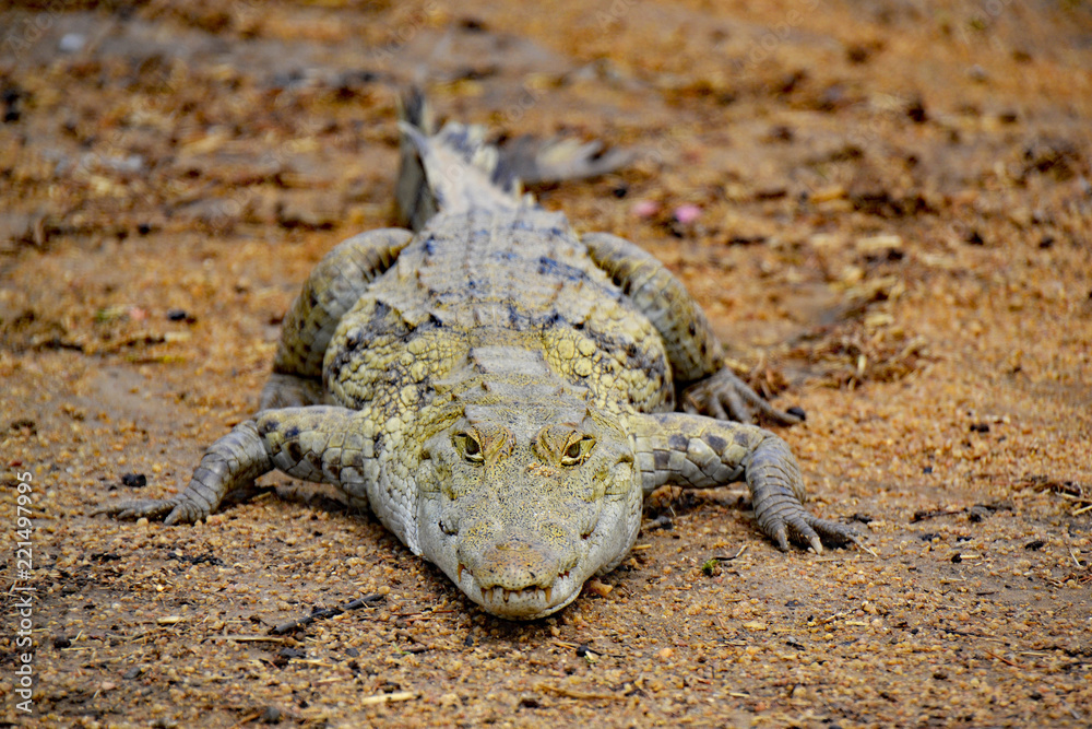 Bei den heiligen Krokodilen von Paga Pia, Northern Region, Ghana