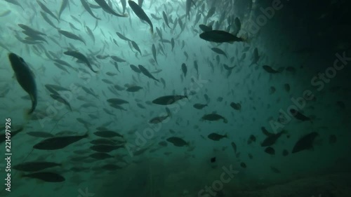 school of Black cod fish or Smallscaled Cod (Notothenia microlepidota) swimming underwater in shallow water near shore
 photo