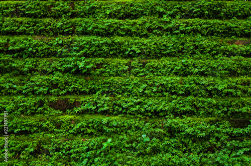 Photography Texture of old stone brink wall covered green moss,for green nature background