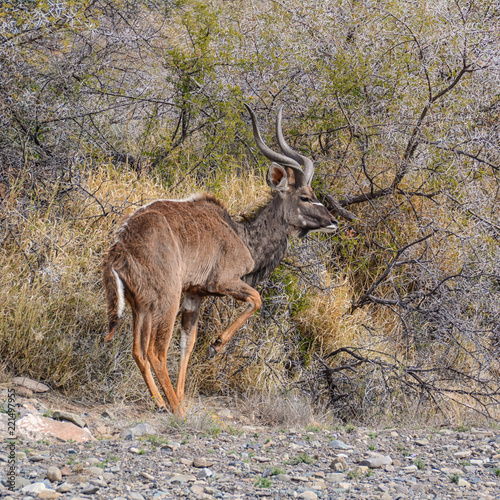 Kudu Bull