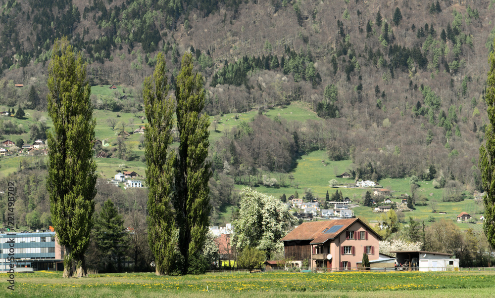 Obraz premium Spring Farm and poplars at Sargans, Swiss Rhine valley