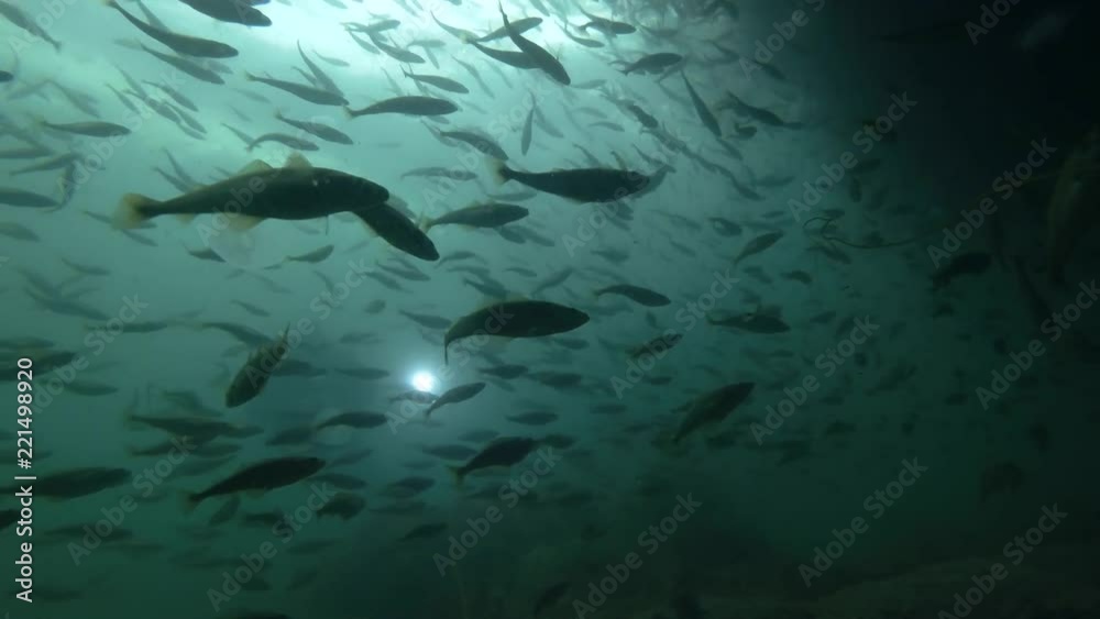 Black Cod Depth Underwater photographer shots school of Black cod fish or Smallscaled ...