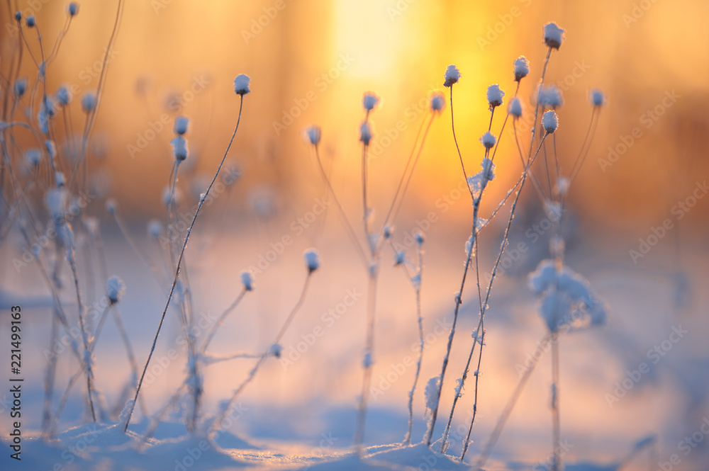 Winter scene with fesh snow on dried plants. Very shallow depth of view and blurred background. Winter scene with fesh snow on dried plants. Very shallow depth of view and blurred background.