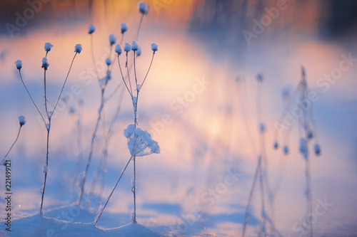 Winter scene with fesh snow on dried plants. Very shallow depth of view and blurred background. © ekim