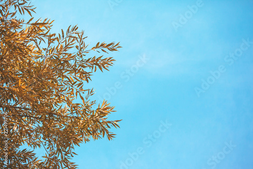 little yellow leaves on a branch against a blue sky background