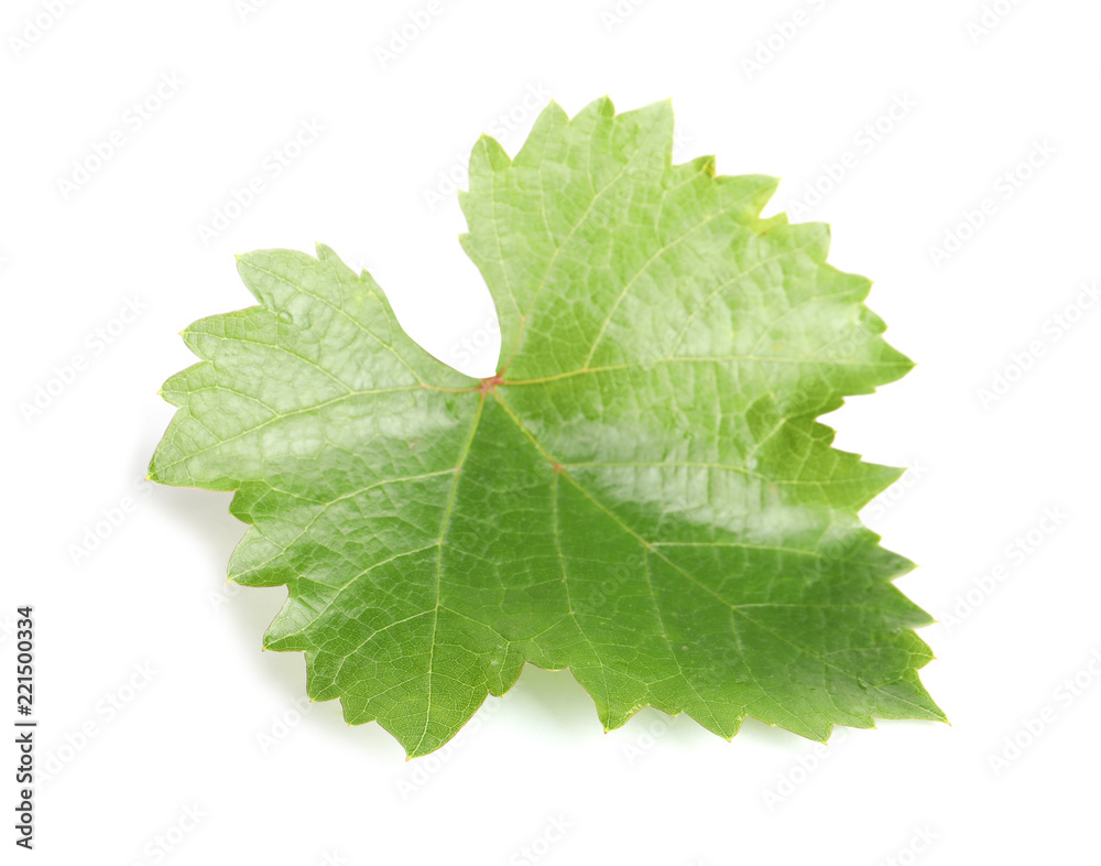 Fresh green grape leaf isolated on white Fresh green grape leaf isolated on white