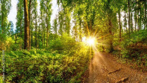Path through the forest with bright sun shining through the trees