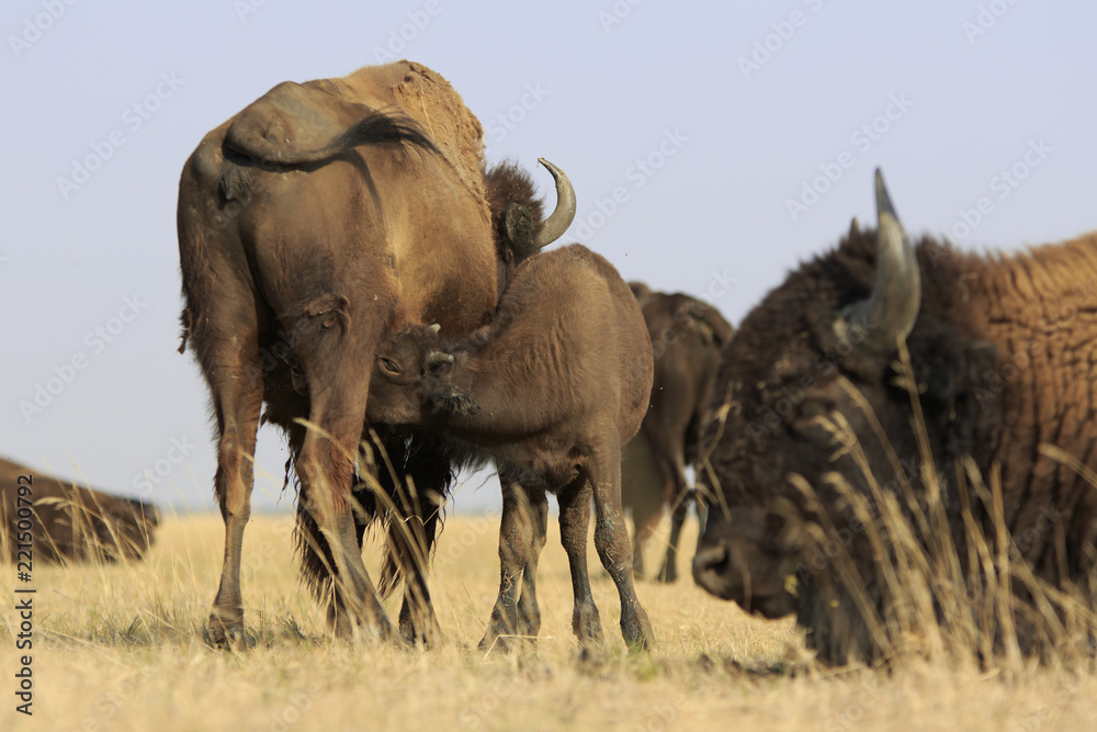 Young calf of wild American Bison sucks milk from it's mother with father bull in foreground