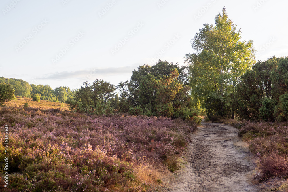 Heide Landschaft Heide Landschaft
