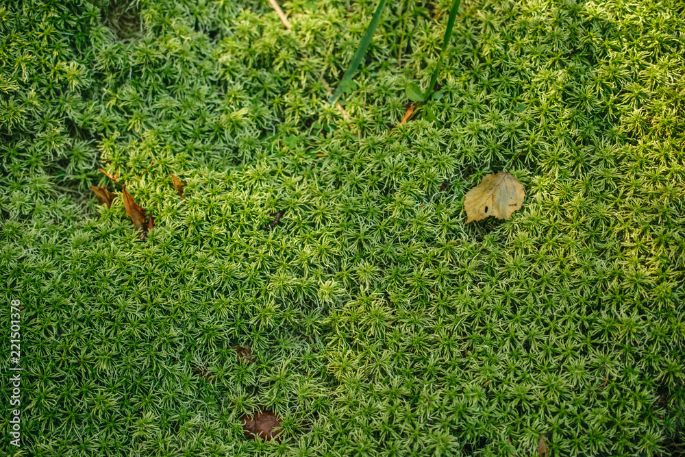 Obraz premium Falen leaf on moss