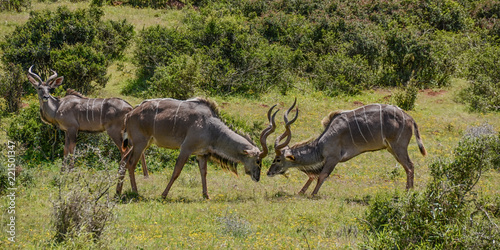 Kudu Bulls Fighting