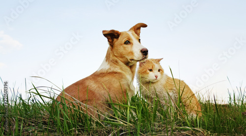 Cat and dog sitting togethe...