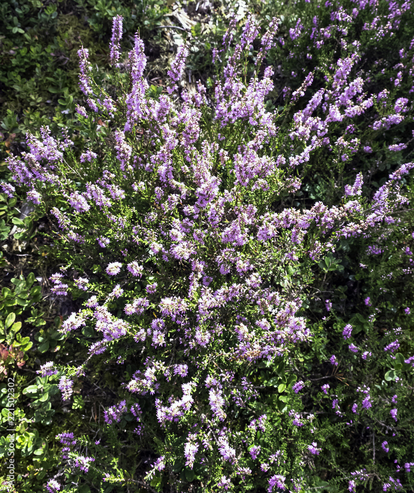 Calluna vulgaris known as common heather or ling in Kampinos National Park, Poland