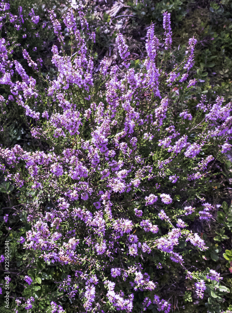 Calluna vulgaris known as common heather or ling in Kampinos National Park, Poland