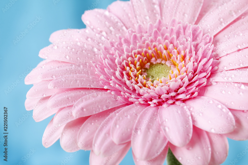 Close up duotone image of single pink gerbera germini fllower covered in water droplets against a blue pastel background Close up duotone image of single pink gerbera germini fllower covered in water droplets against a blue pastel background