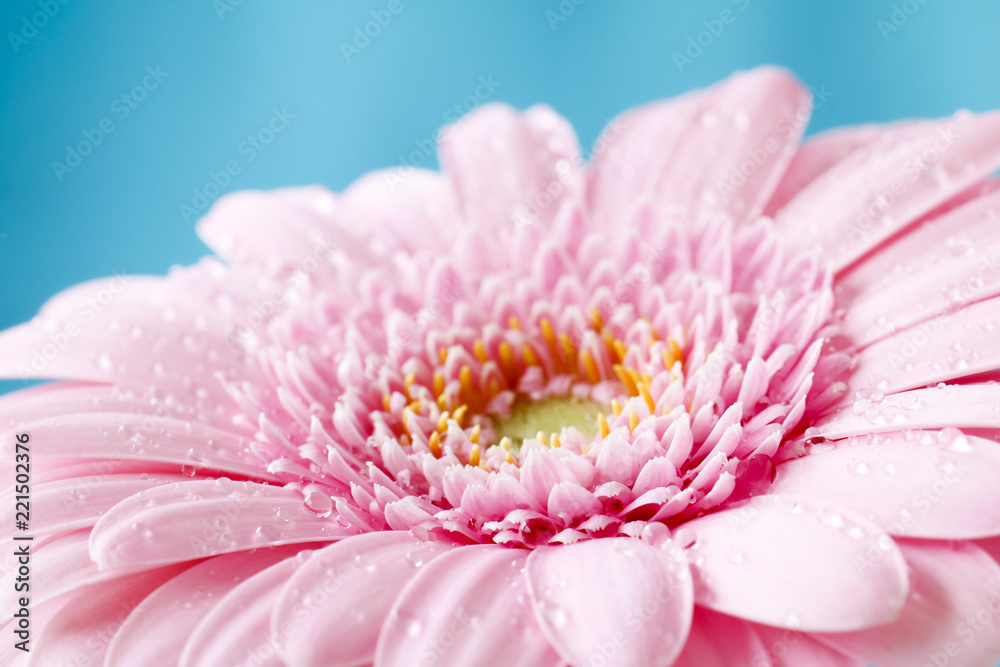 Close up duotone image of single pink gerbera germini fllower covered in water droplets against a blue pastel background Close up duotone image of single pink gerbera germini fllower covered in water droplets against a blue pastel background