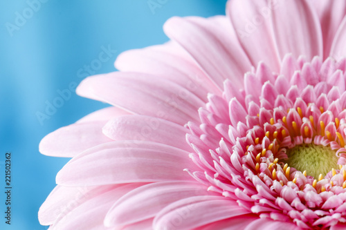 Close up duotone image of single pink gerbera germini fllower against a blue pastel background