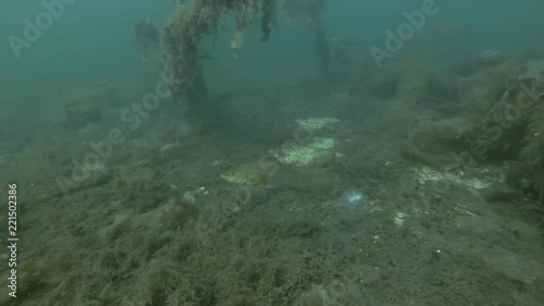 Goldsinny wrasse (Ctenolabrus rupestris) swim over seabed overgrown with laminaria and other brown algae
 photo