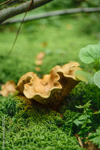 Big mushroom on the moss