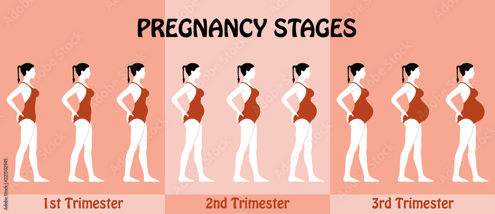 Pregnancy Trimesters of pregnant woman with swimsuit Pregnancy Trimesters of pregnant woman with swimsuit