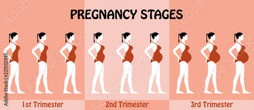 Pregnancy Trimesters of pregnant woman with swimsuit