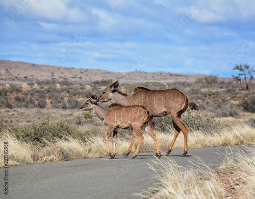 Kudu mother and calf