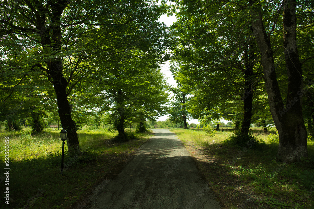 Naklejka premium Sunset Or Sunrise In Forest Landscape. Sun Sunshine With Natural Sunlight And Sun Rays Through Woods Trees In Summer Forest. Beautiful Scenic View.