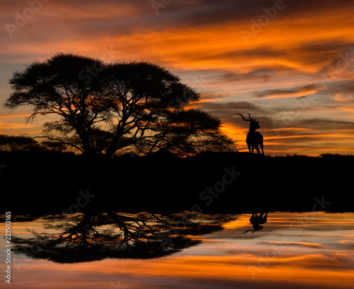 Kudu Silhouette Reflection