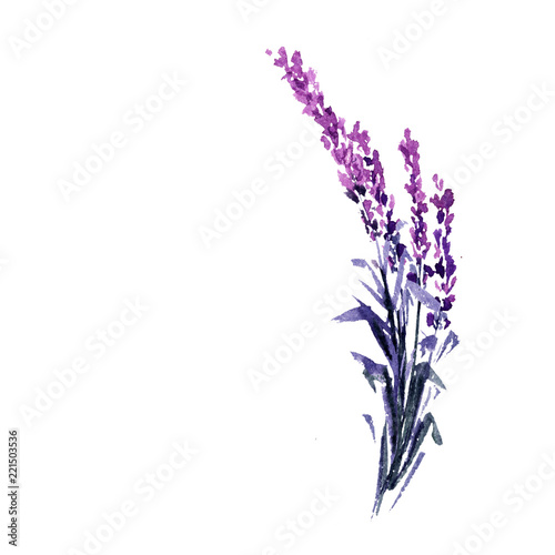 Lavender flower watercolor illustration. Straight lavender branch. Wedding and Valentine s day greeting cards floral design. Love and marriage. Single lavender twig. Isolated raster