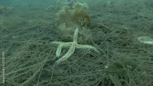 Spiny Starfish (Marthasterias glacialis) creeps along the brown algae Cat Gut, Dead Man's Rope or Sea Lace (Chorda filum)  
 photo