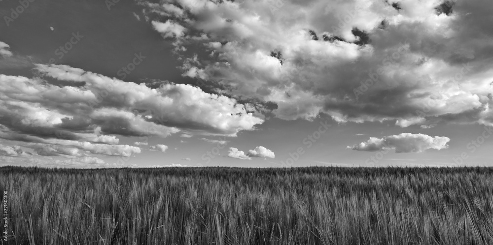 Fototapeta premium Black and white scene with barley field. Hordeum vulgare. Beautiful panoramic landscape with dramatic cloudy sky. Scenic melancholy agricultural background. Spring romantic scenery with grain ears.