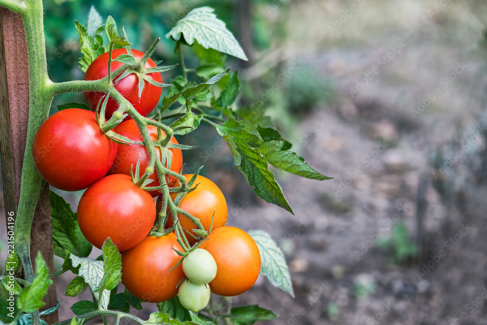 Bunch of red tomatoes in a vegetable bed. Solanum lycopersicum. Growing tomato fruits with green leaves. Close-up of ripening on blurry background. Idea of gardening, farming. Great depth of field.