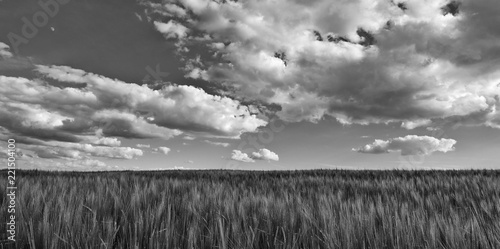 Black and white scene with barley field. Hordeum vulgare. Beautiful panoramic landscape with dramatic cloudy sky. Scenic melancholy agricultural background. Spring romantic scenery with grain ears.