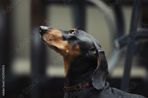 Dachshund, pure bred miniature dog, selective focus