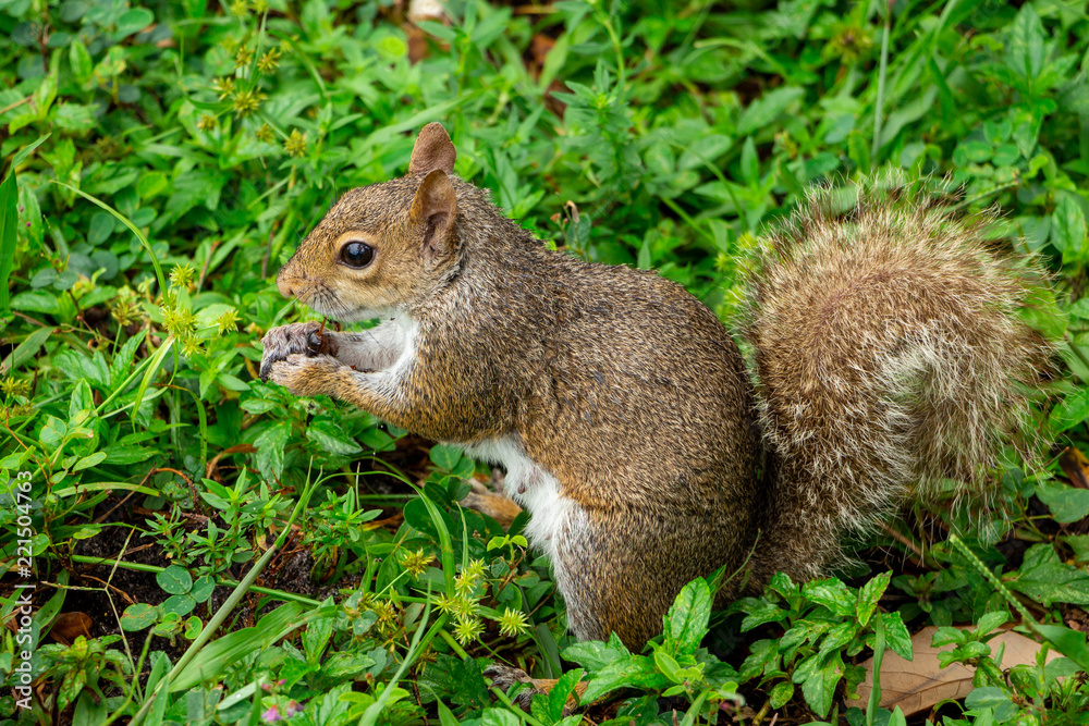 Eastern gray squirrel (Sciurus carolinensis) eating an insect - Topeekeegee Yugnee (TY) Park, Hollywood, Florida, USA Eastern gray squirrel (Sciurus carolinensis) eating an insect - Topeekeegee Yugnee (TY) Park, Hollywood, Florida, USA