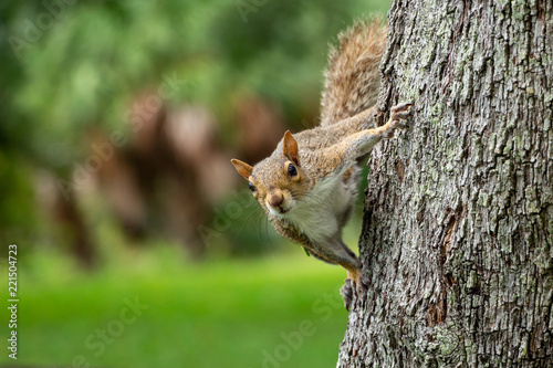 Eastern gray squirrel (Sciurus carolinensis) clinging to the side of a southern live oak tree (Quercus virginiana) - Topeekeegee Yugnee (TY) Park, Hollywood, Florida, USA © Sunshower Shots