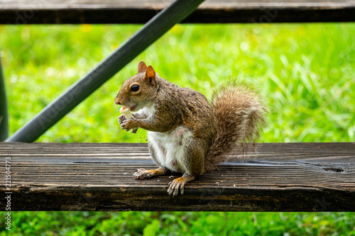 Eastern gray squirrel (Sciurus carolinensis) eating a mushroom stalk - Topeekeegee Yugnee (TY) Park, Hollywood, Florida, USA