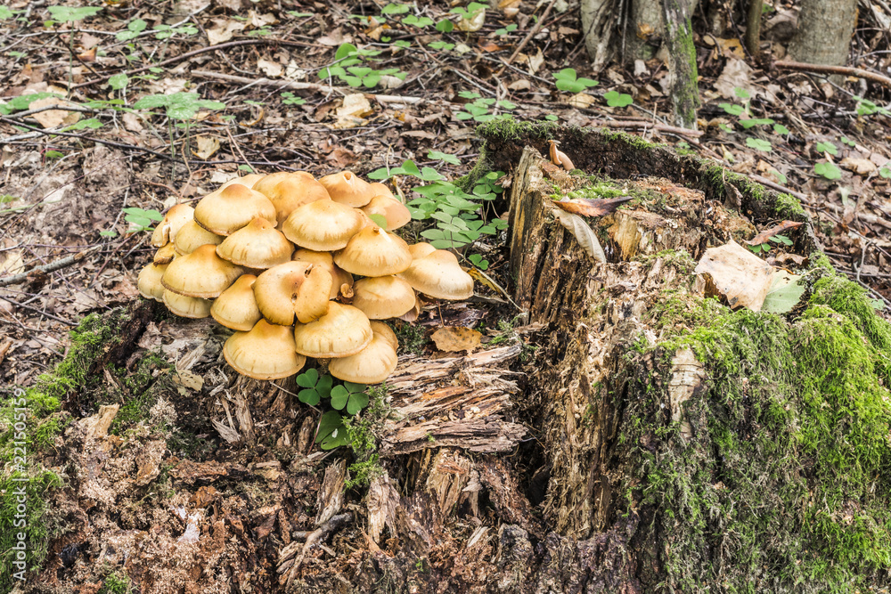 yellow mushrooms grow on a rotten stump covered with green moss, wildlife abstract background